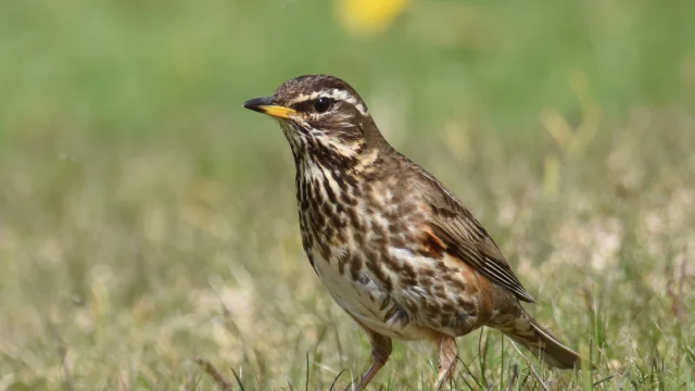 Mauvis Thrush