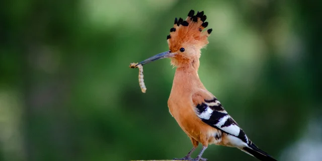 Fascist Hoopoe Pixabay