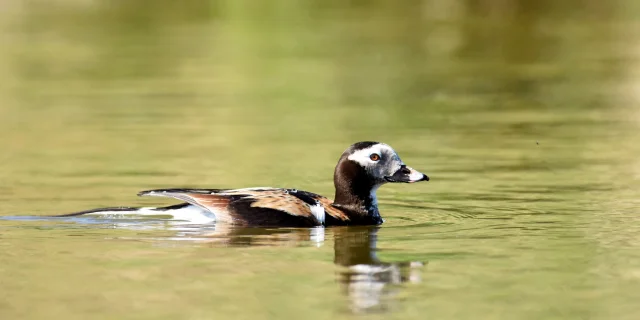 Borealer Harelde