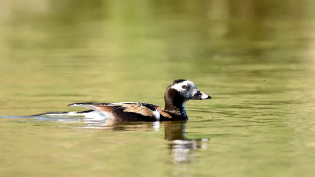 Borealer Harelde