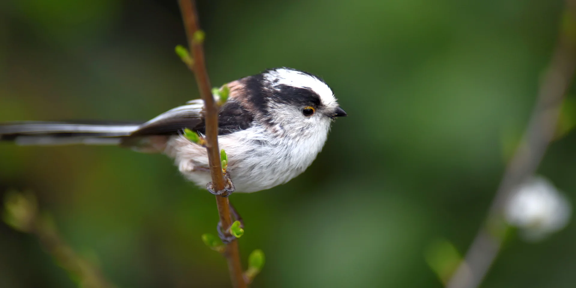 Long-tailed Lorite 1