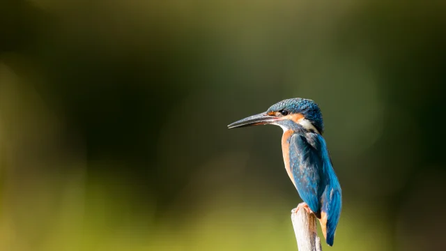Der Europäische Eisvogel