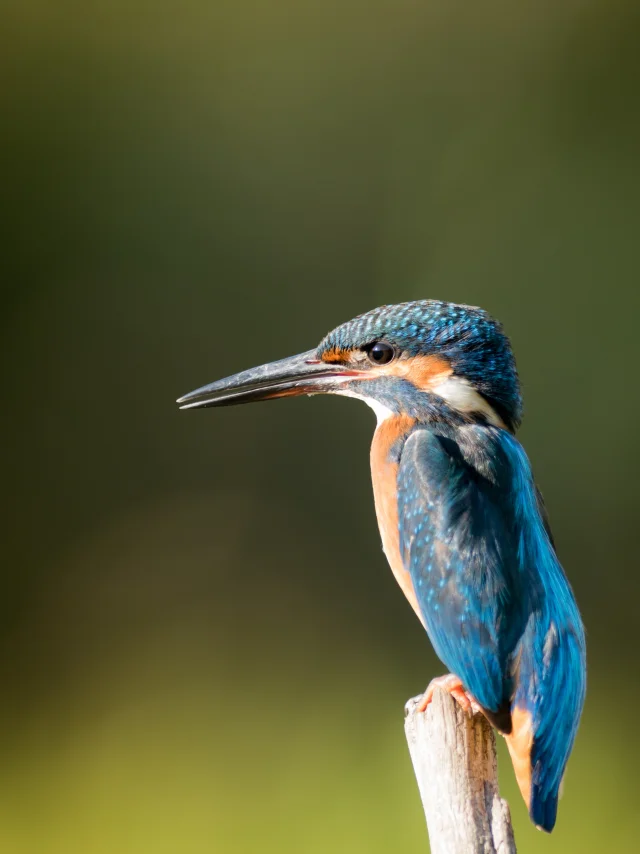 El martín pescador europeo