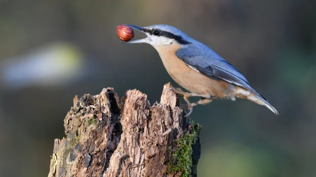 Nuthatch Jean Luc Foucret