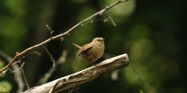 Mignon Wren
