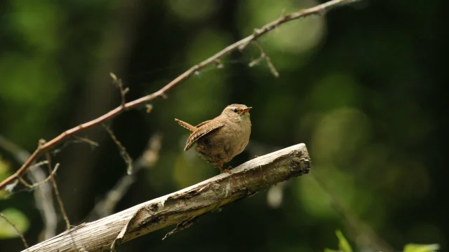 Mignon Wren