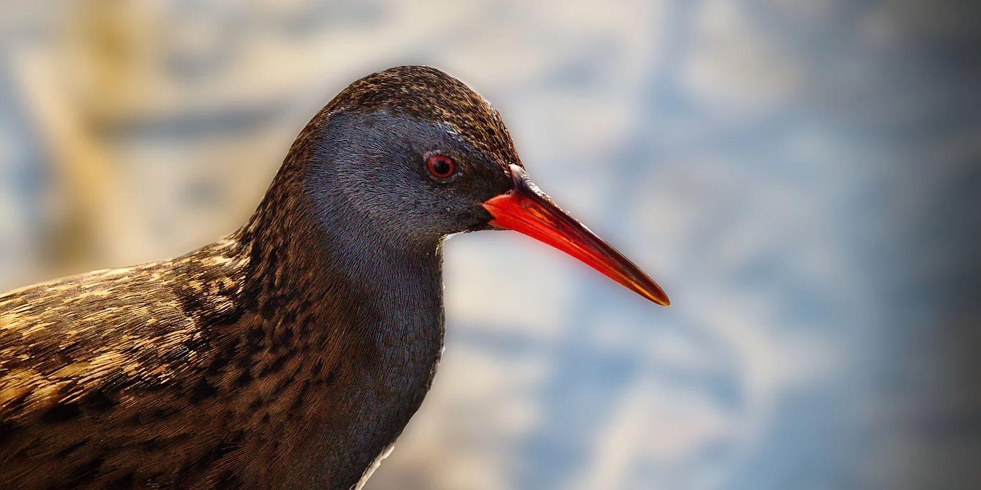 Water Rail | Tourist Office Lac du Der en Champagne