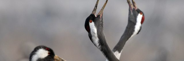 Des Grues cendrées au Lac du Der qui claironnent dans les champs.