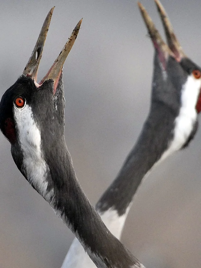 Des Grues cendrées au Lac du Der qui claironnent dans les champs.