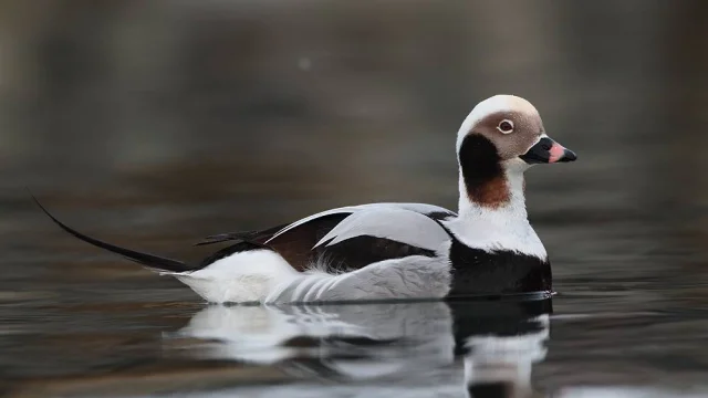 Borealer Harelde