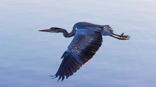 Grey heron