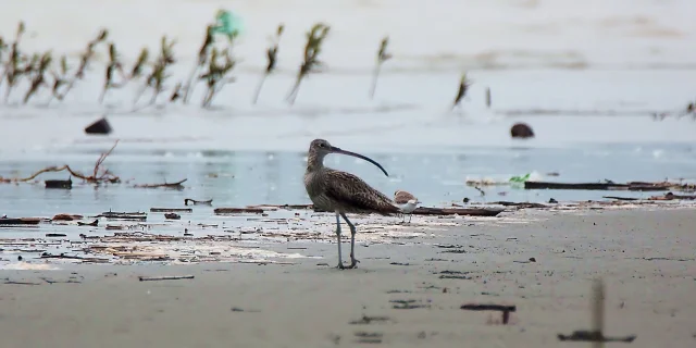 Zarapito