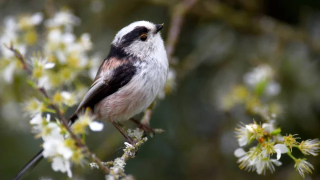 Long-tailed Goldeneye