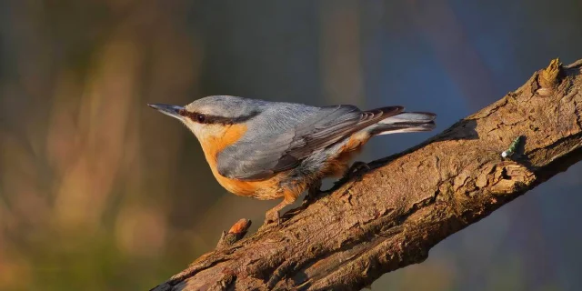 Torchepot Nuthatch2