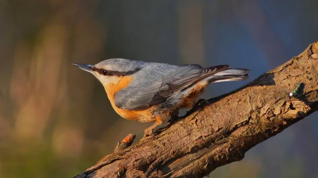 Torchepot Nuthatch2
