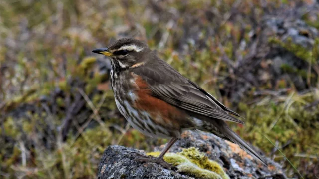 Common Thrush