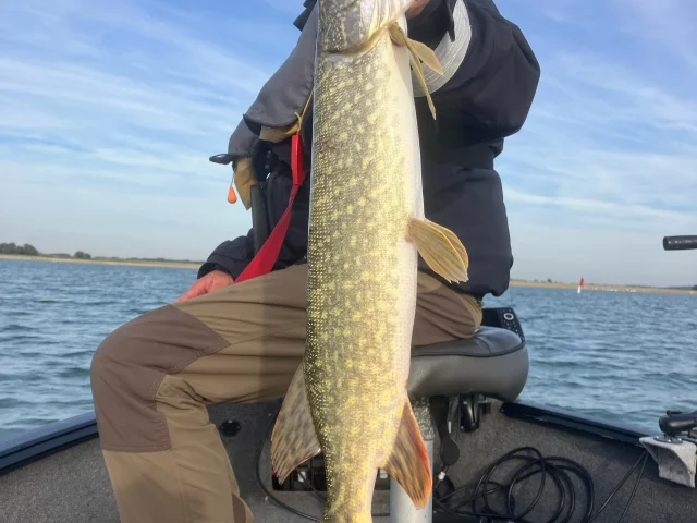 Brochet - Lac du Der