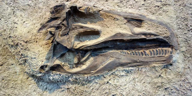 Dinosaurier - Fossil